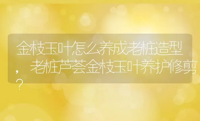 金枝玉叶怎么养成老桩造型,老桩芦荟金枝玉叶养护修剪？ | 养殖科普