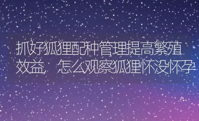 抓好狐狸配种管理提高繁殖效益,怎么观察狐狸怀没怀孕 | 养殖学堂
