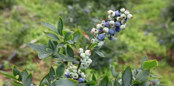 庭院蓝莓怎样种植？这些方法要掌握 | 实用知识