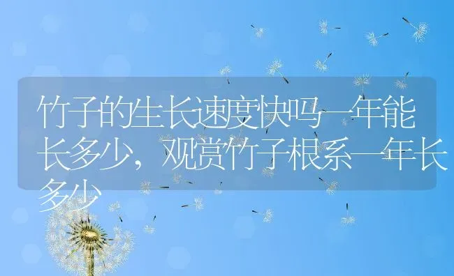 竹子的生长速度快吗一年能长多少,观赏竹子根系一年长多少 | 养殖学堂