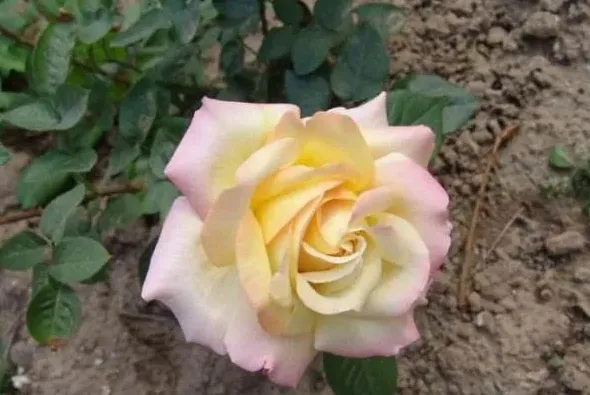 月季花有什么颜色,月季花有几种颜色啊？