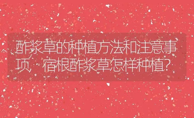 酢浆草的种植方法和注意事项,宿根酢浆草怎样种植？ | 养殖科普