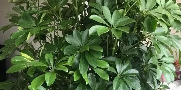 开业送什么盆栽植物 | 常识大全