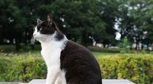 用了棉签后猫咪能安静多久,家里的猫发情了，一直叫，好心烦，怎么办？