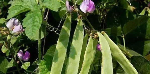 春天如何种植扁豆？扁豆种植技术介绍 | 妙招大全