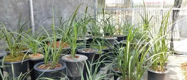 兰花用什么土栽培,兰花的栽培需要什么样的土壤?兰花喜欢阳光吗?日常浇水怎么浇?