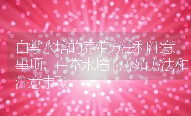 白掌水培的养殖方法和注意事项,白掌水培的养殖方法和注意事项 | 养殖科普