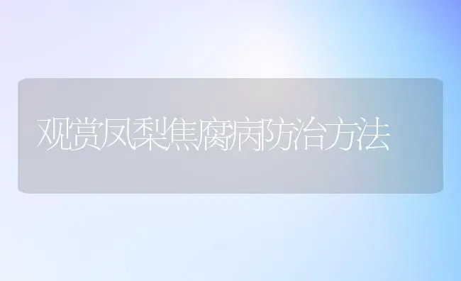 观赏凤梨焦腐病防治方法 | 养殖知识