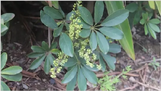 鹅掌藤会开花吗 | 生活妙招