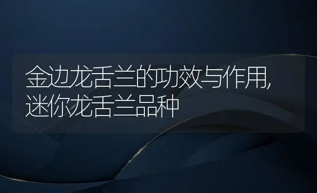 金边龙舌兰的功效与作用,迷你龙舌兰品种 | 养殖学堂