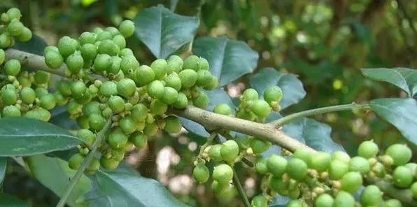 花椒树的种植特点及施肥技巧有哪些？ | 实用知识