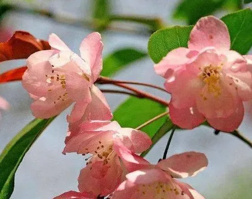 海棠花是吉是凶,海棠树的寓意和象征？