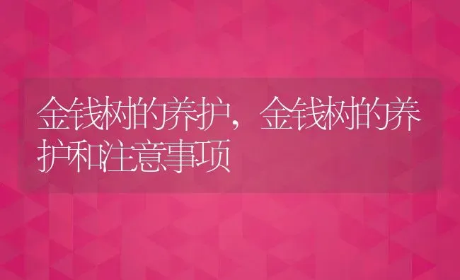 金钱树的养护,金钱树的养护和注意事项 | 养殖科普