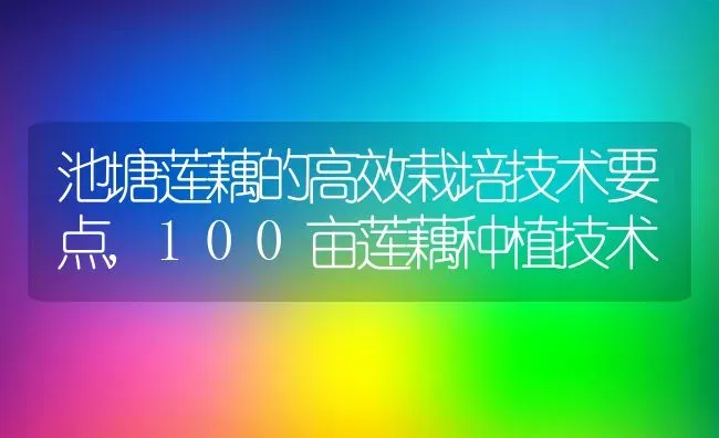池塘莲藕的高效栽培技术要点,100亩莲藕种植技术 | 养殖学堂