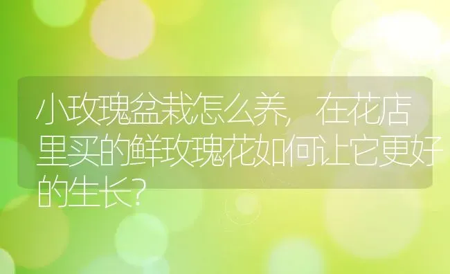 小玫瑰盆栽怎么养,在花店里买的鲜玫瑰花如何让它更好的生长？ | 养殖学堂