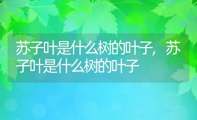 苏子叶是什么树的叶子,苏子叶是什么树的叶子 | 养殖科普