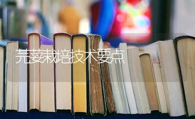 芫荽栽培技术要点 | 养殖知识