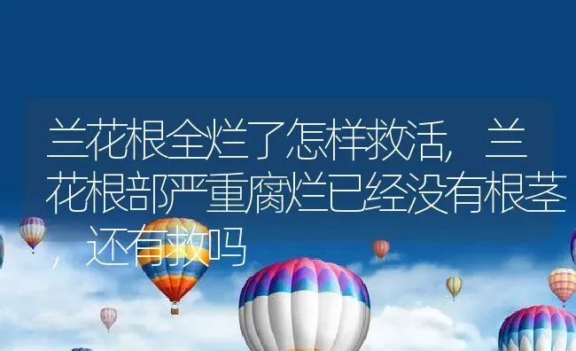 兰花根全烂了怎样救活,兰花根部严重腐烂已经没有根茎，还有救吗 | 养殖学堂