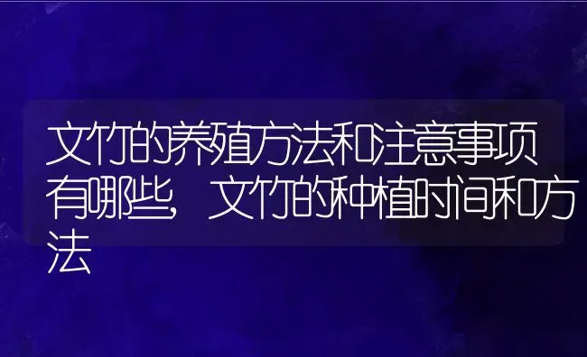 文竹的养殖方法和注意事项有哪些,文竹的种植时间和方法 | 养殖学堂