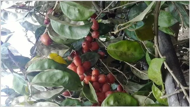 羊奶果种植要注意什么 | 生活常识
