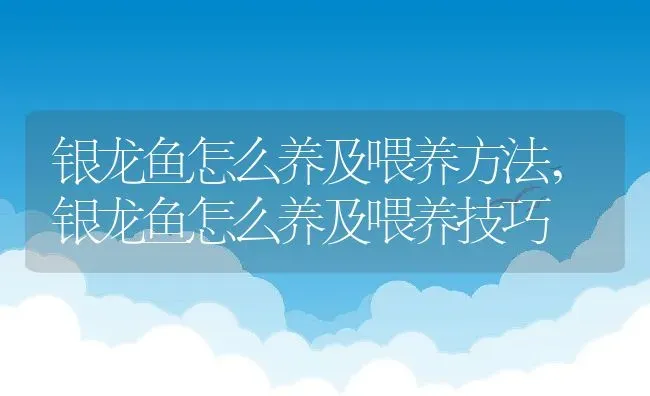银龙鱼怎么养及喂养方法,银龙鱼怎么养及喂养技巧 | 养殖科普