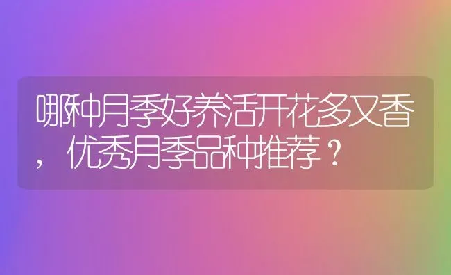 哪种月季好养活开花多又香,优秀月季品种推荐？ | 养殖科普