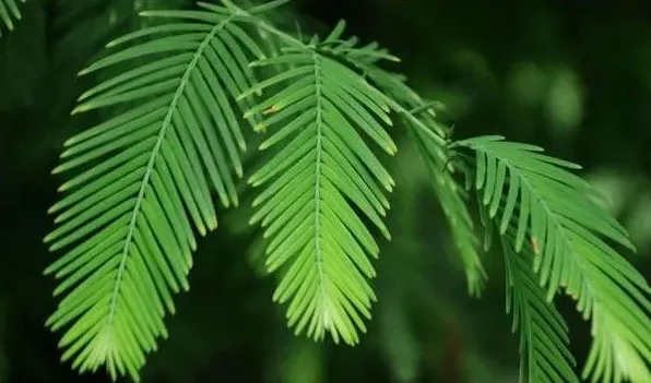 种子裸露的植物 | 三农知识