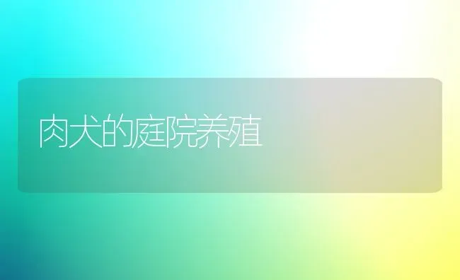 肉犬的庭院养殖 | 养殖知识