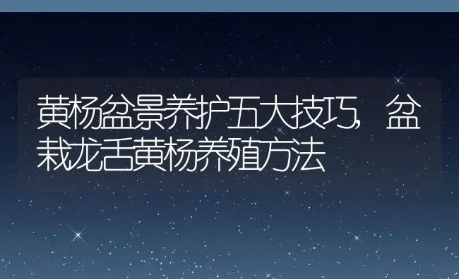 黄杨盆景养护五大技巧,盆栽龙舌黄杨养殖方法 | 养殖学堂