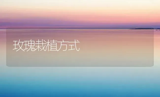 玫瑰栽植方式 | 养殖知识