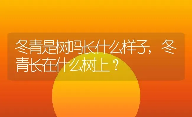 冬青是树吗长什么样子,冬青长在什么树上？ | 养殖科普