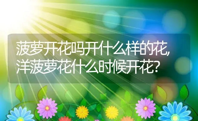 菠萝开花吗开什么样的花,洋菠萝花什么时候开花？ | 养殖学堂