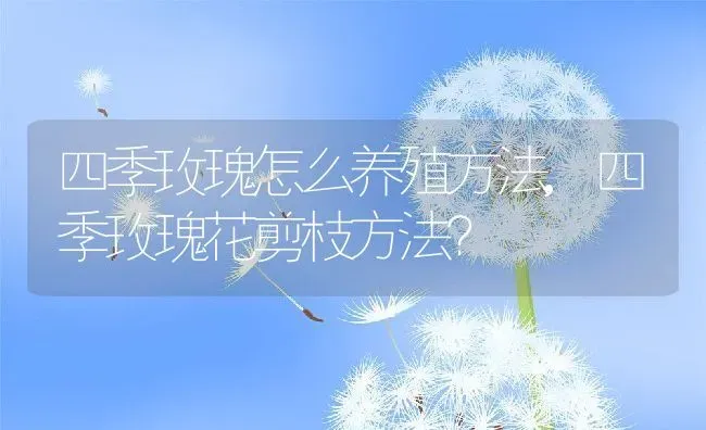 四季玫瑰怎么养殖方法,四季玫瑰花剪枝方法？ | 养殖科普