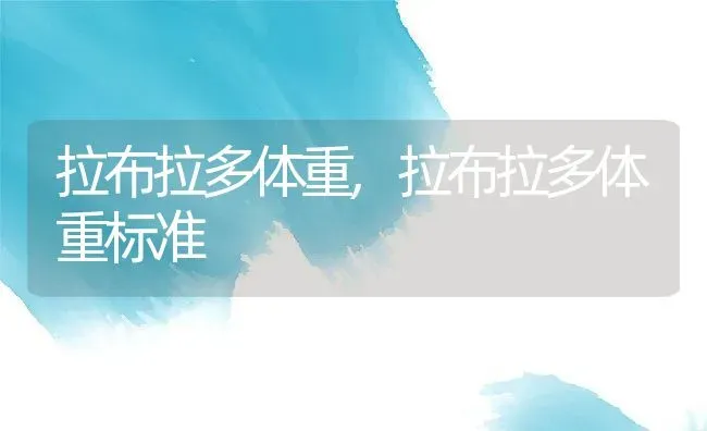 拉布拉多体重,拉布拉多体重标准 | 养殖资料