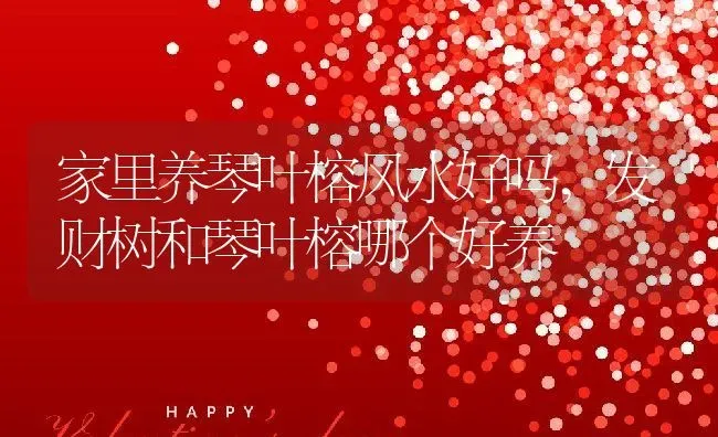 家里养琴叶榕风水好吗,发财树和琴叶榕哪个好养 | 养殖学堂