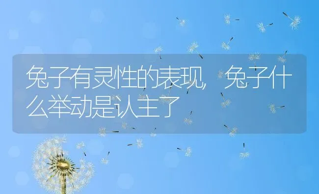 兔子有灵性的表现,兔子什么举动是认主了 | 养殖资料