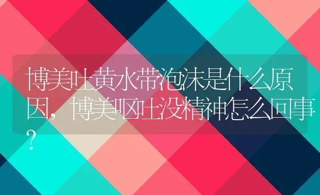 博美吐黄水带泡沫是什么原因,博美呕吐没精神怎么回事？ | 养殖学堂