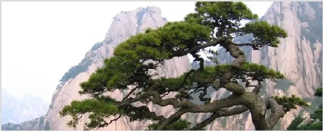 种子裸露的植物 | 三农知识