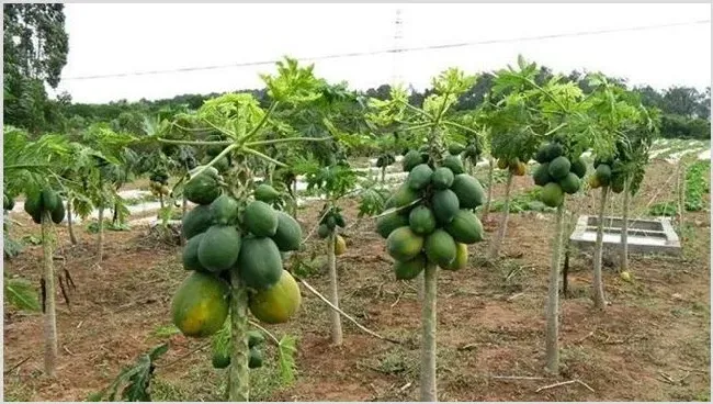 木瓜种植技术及亩产 | 生活妙招