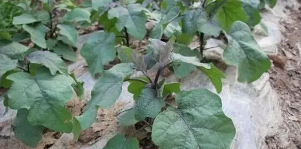 夏播露地茄子高产栽培技术 | 三农知识
