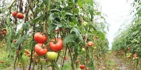 西红柿种植想要取得好收成，这几个小方法建议掌握！ | 生活妙招