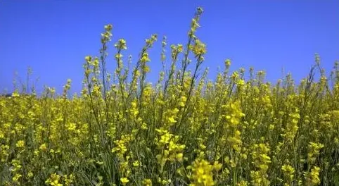 能“吃掉”土壤中100多种农药残留的几种神奇植物 | 生活妙招