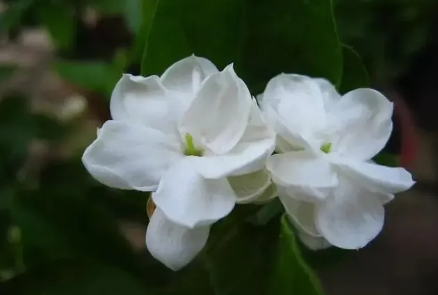 栀子花和茉莉花哪个好养,求推荐，想给家填点香气，茉莉和栀子花哪个好养一点？