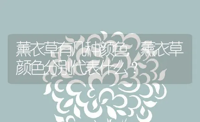 薰衣草有几种颜色,薰衣草颜色分别代表什么？ | 养殖科普