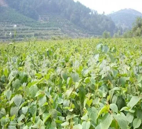 新栽的树怎么快速生根,光杆树怎么快速发芽？