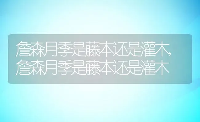 詹森月季是藤本还是灌木,詹森月季是藤本还是灌木 | 养殖科普