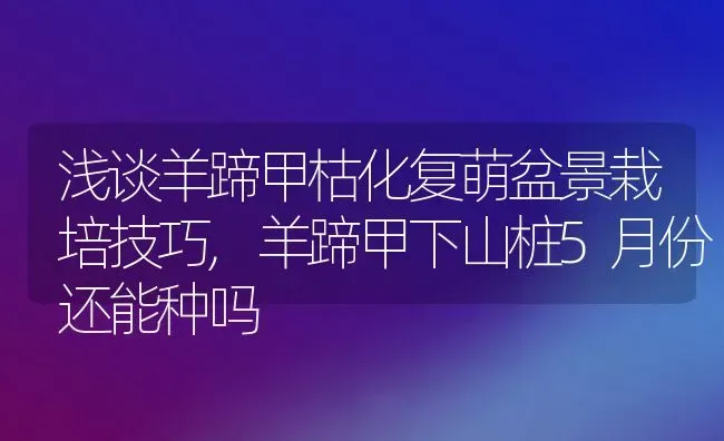 浅谈羊蹄甲枯化复萌盆景栽培技巧,羊蹄甲下山桩5月份还能种吗 | 养殖学堂