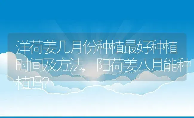 洋荷姜几月份种植最好种植时间及方法,阳荷姜八月能种植吗？ | 养殖科普