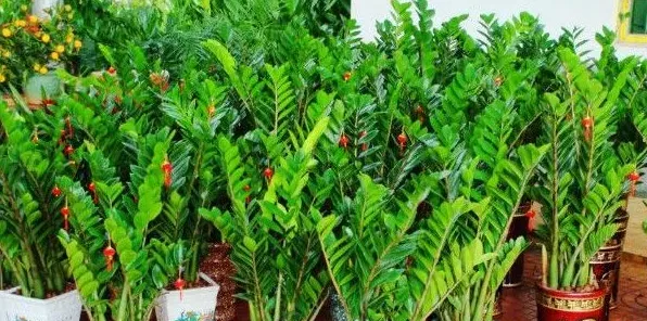 开业送什么盆栽植物 | 常识大全