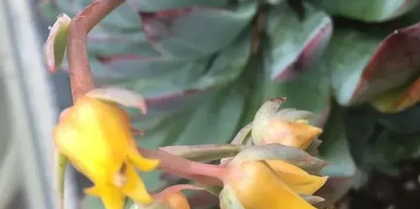 花箭是什么 | 生活常识